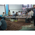 Exportador de castanha chinesa